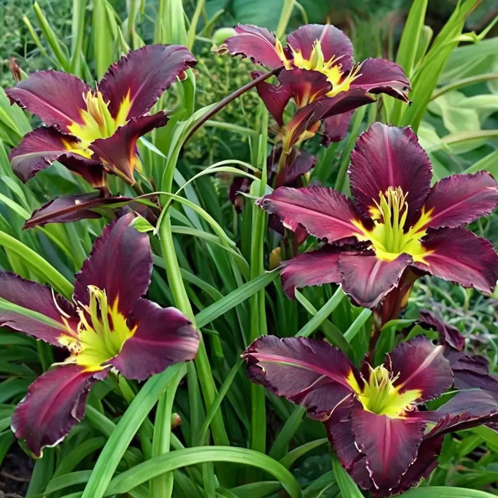 Hemerocallis x hybrida 'Bela Lugosi'