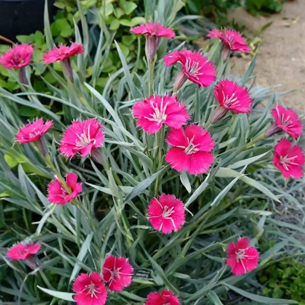 Dianthus caryophyllus 'Wicked Witch'