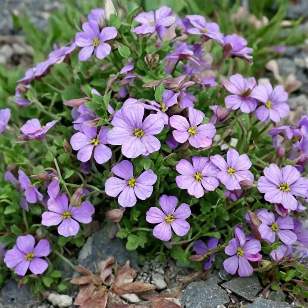 Aubrieta deltoidea