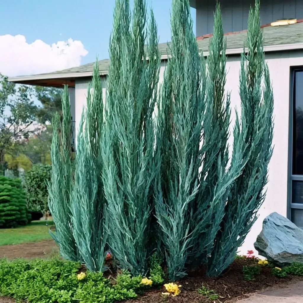 Juniperus horizontalis 'Skyrocket'