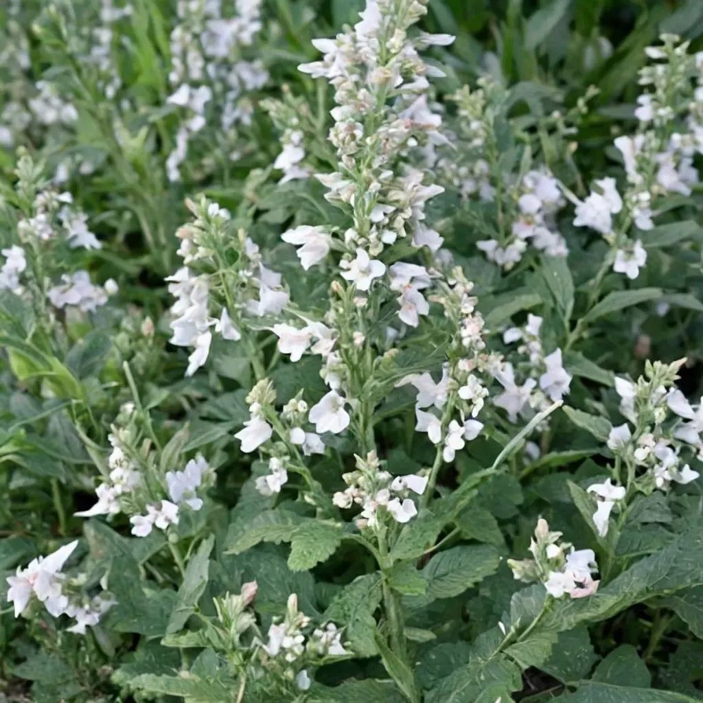 Nepeta racemosa 'Snowflake'