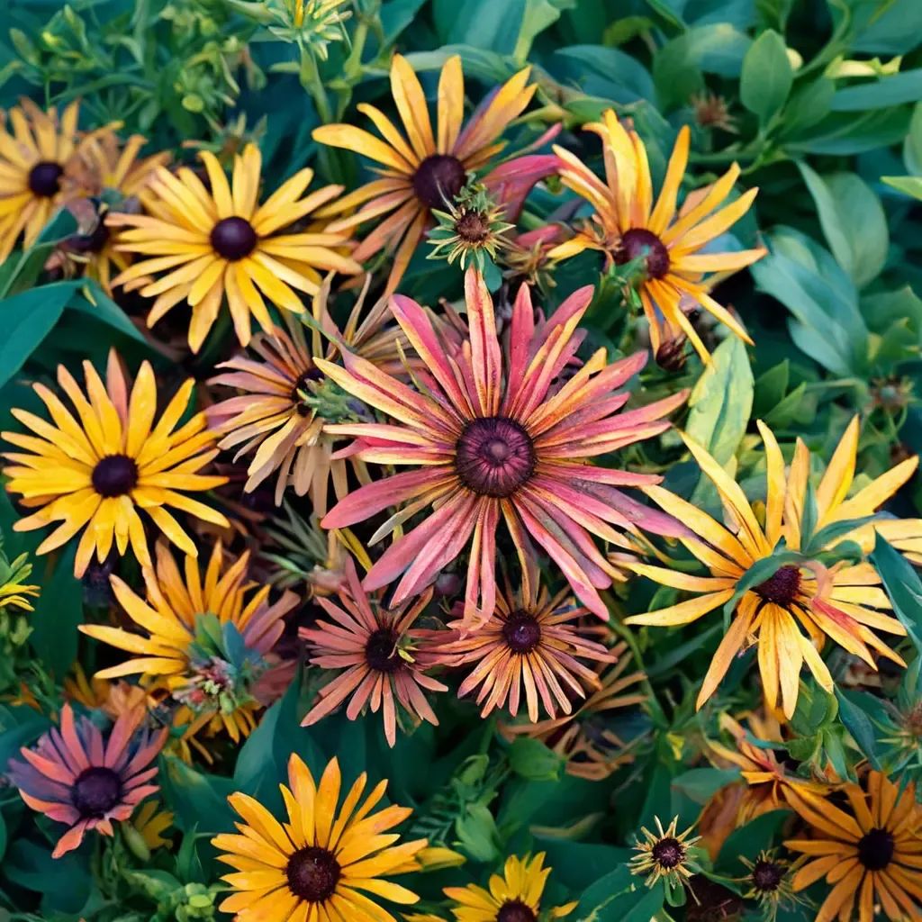 Rudbeckia hirta 'Chim Chiminee'
