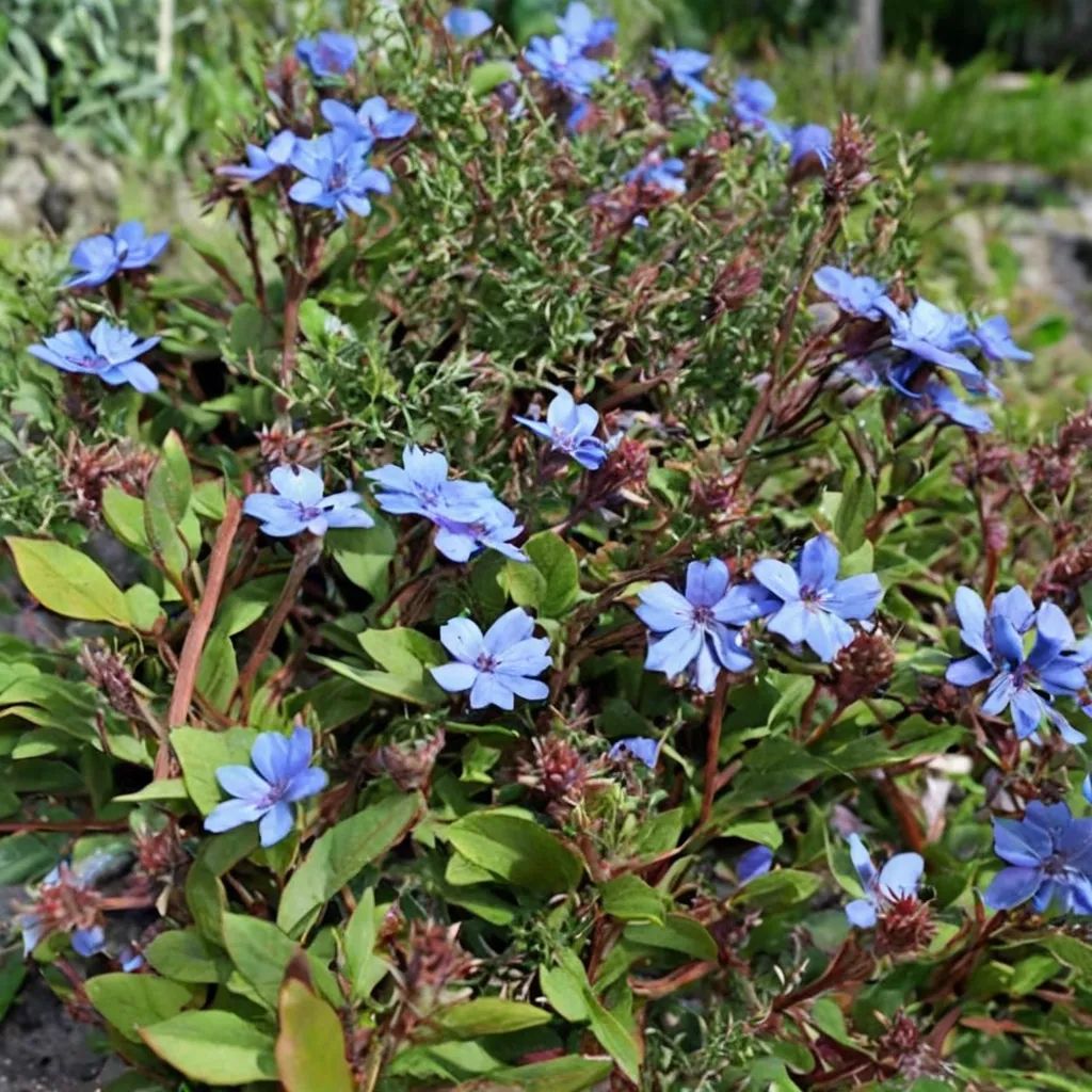 Ceratostigma griffithii