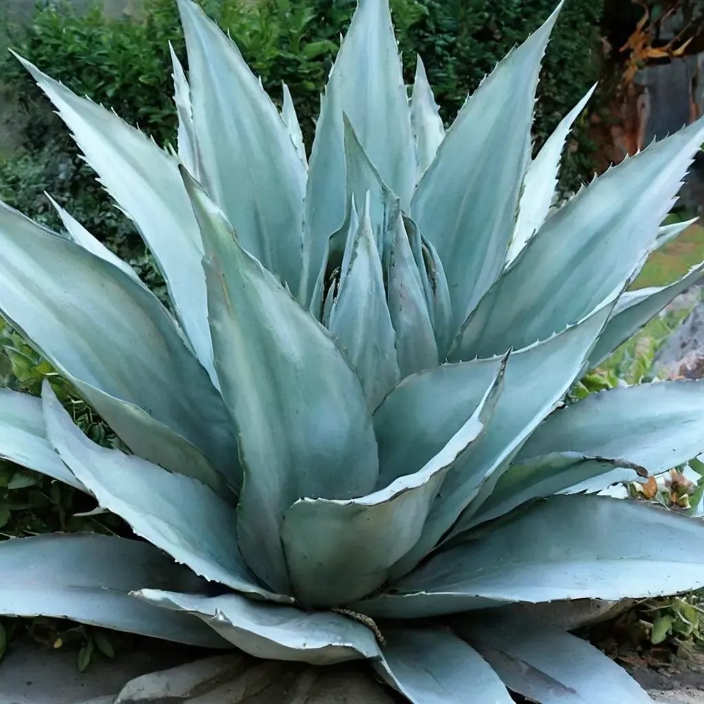 Agave ovatifolia 'Vanzie'
