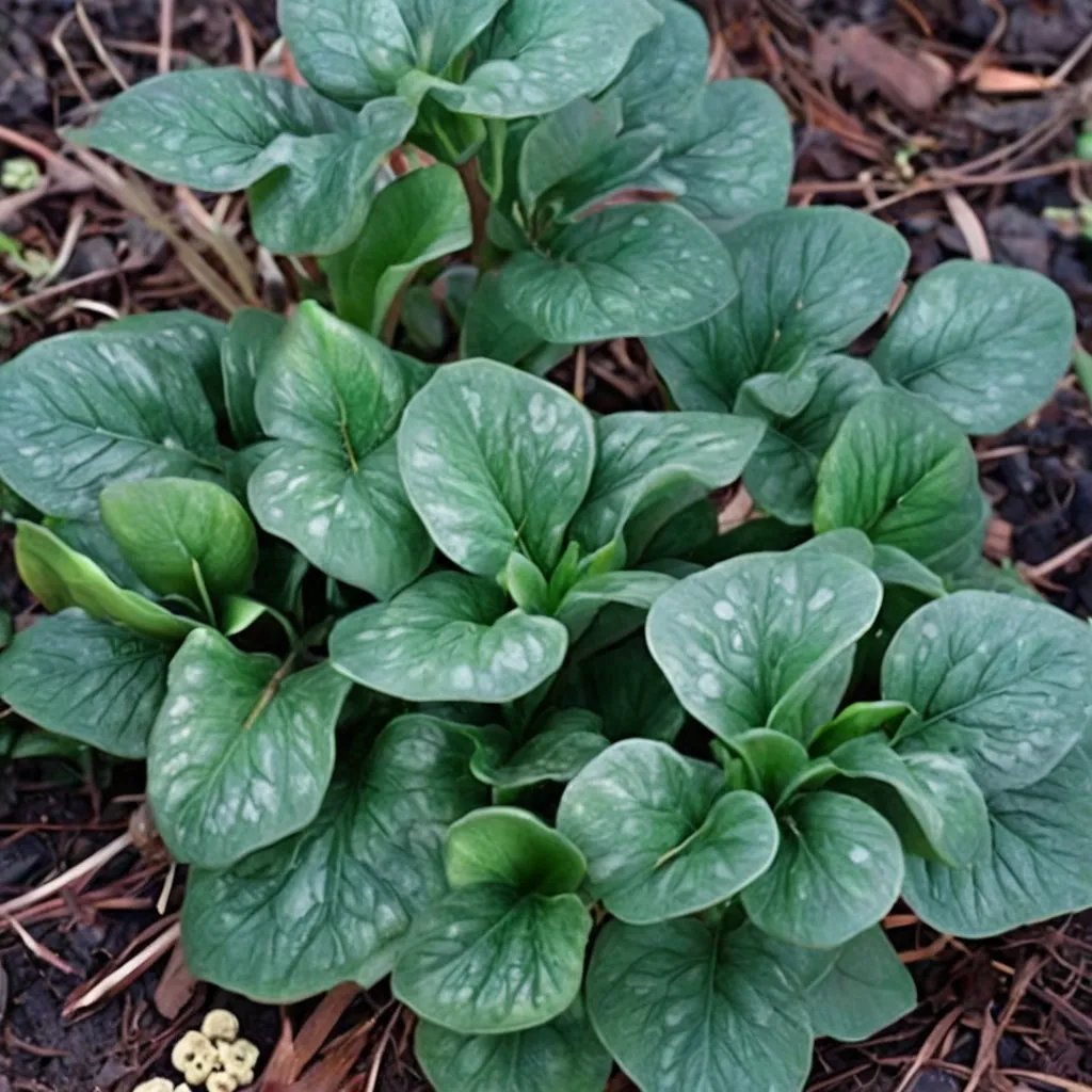 Asarum dissitum