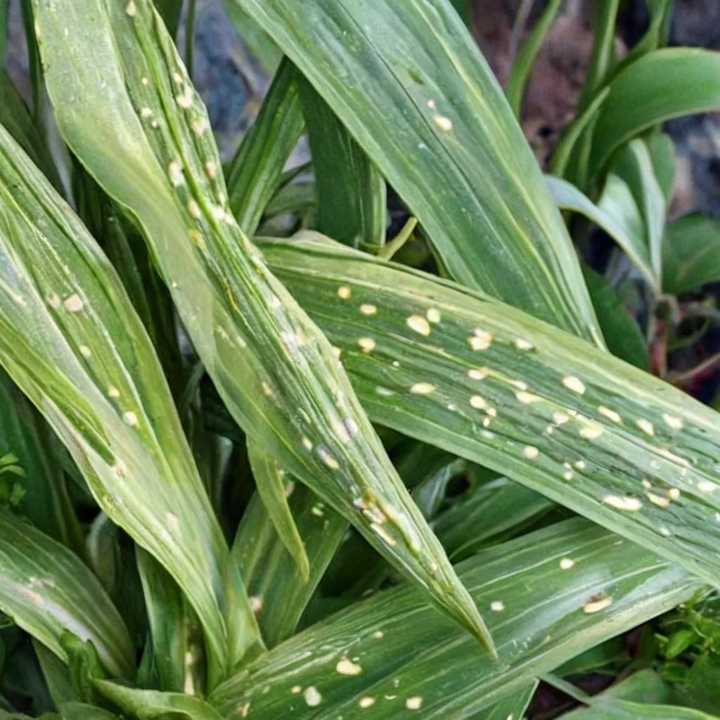 Aspidistra spuria 'Yellow Polka Dot Bikini'