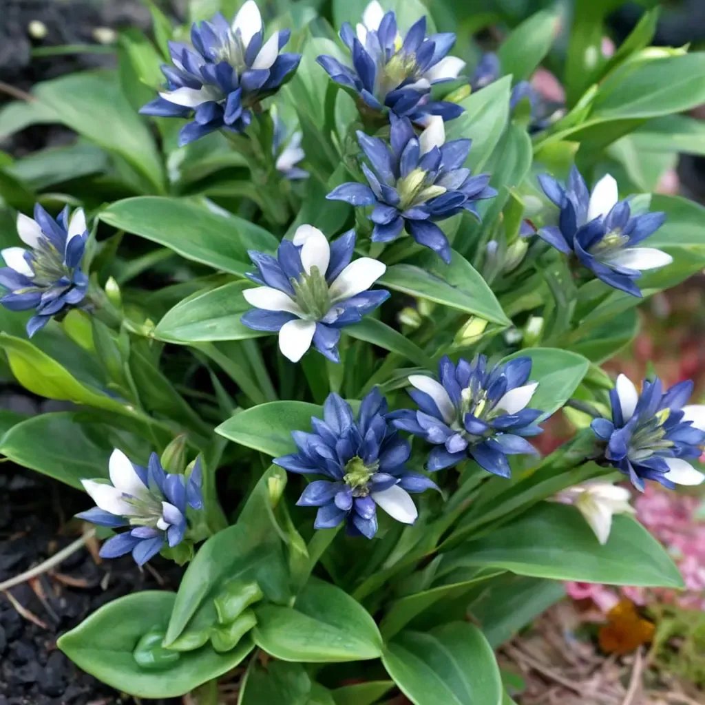 Gentiana cruciata 'Blue Cross Bottle Gentian'