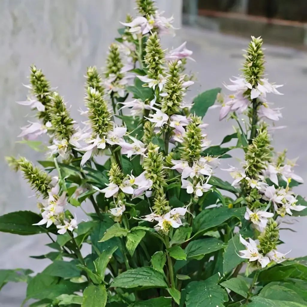 Agastache foeniculum 'Sunrise White'