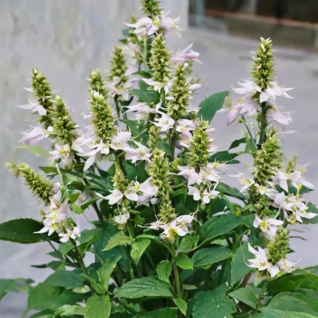 Agastache foeniculum 'Sunrise White'