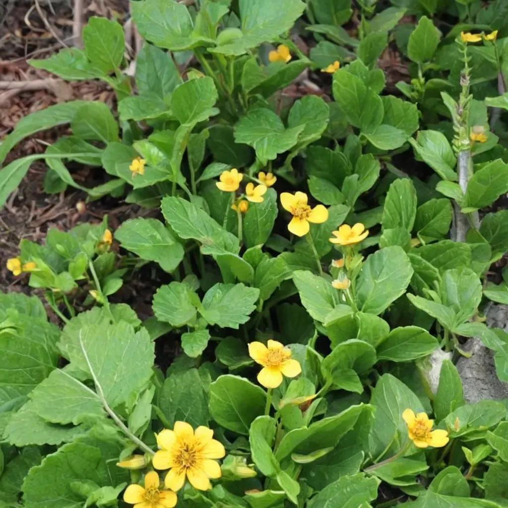Green and Gold