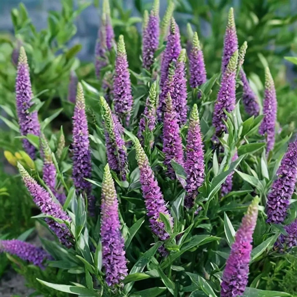 Veronica x hybrida