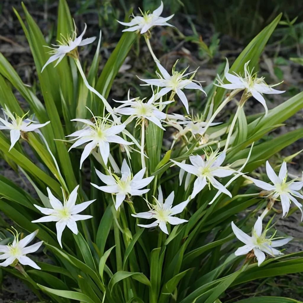 Spider Lily