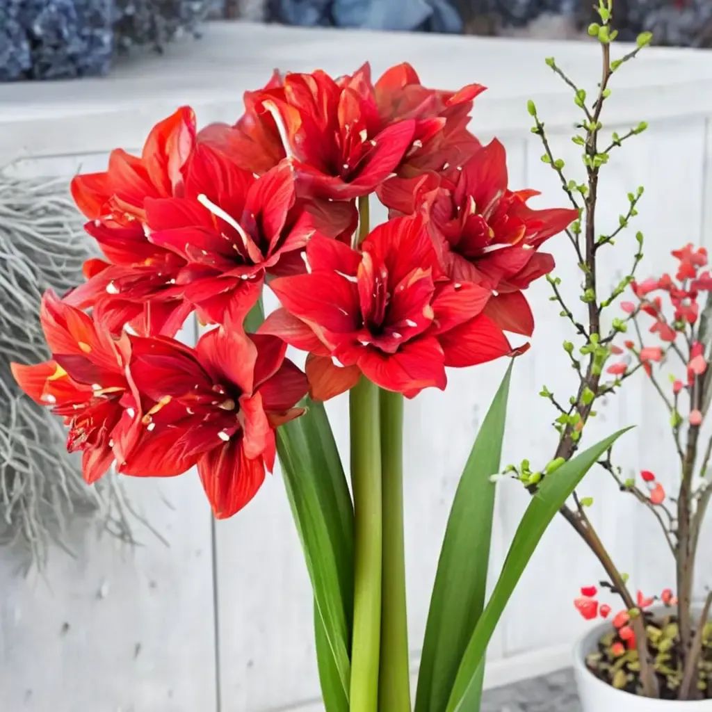 Hippeastrum x hybrida 'Red Glory'