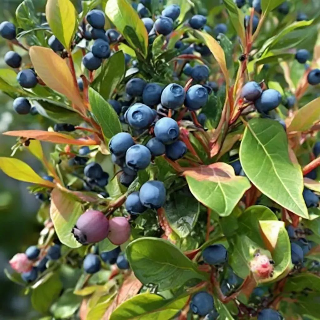 Vaccinium corymbosum 'Bonus'
