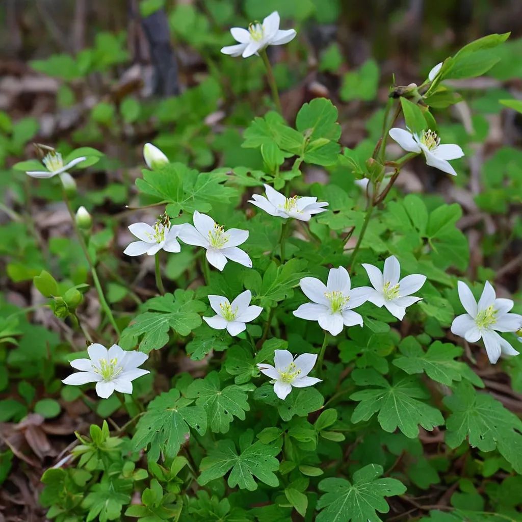Isopyrum biternatum