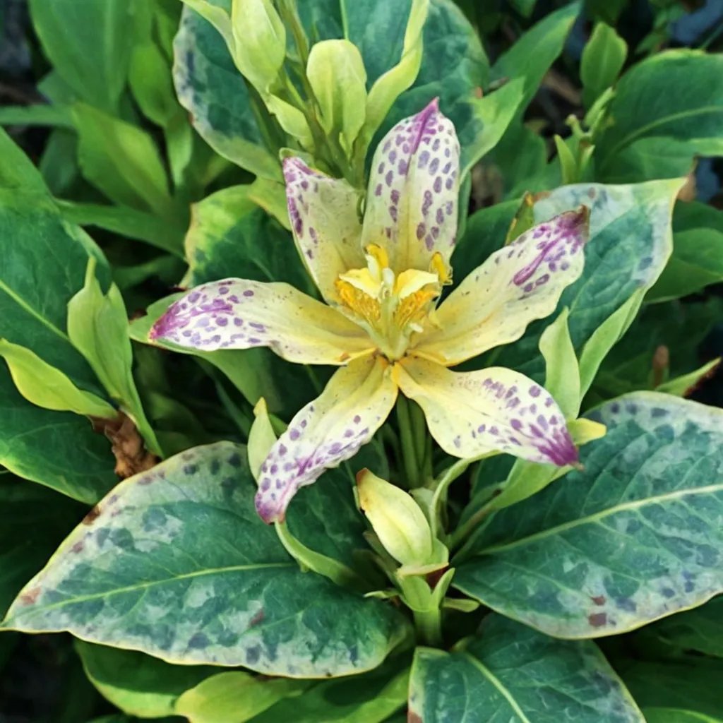 Tricyrtis x hybrida 'Moonlight Treasure'