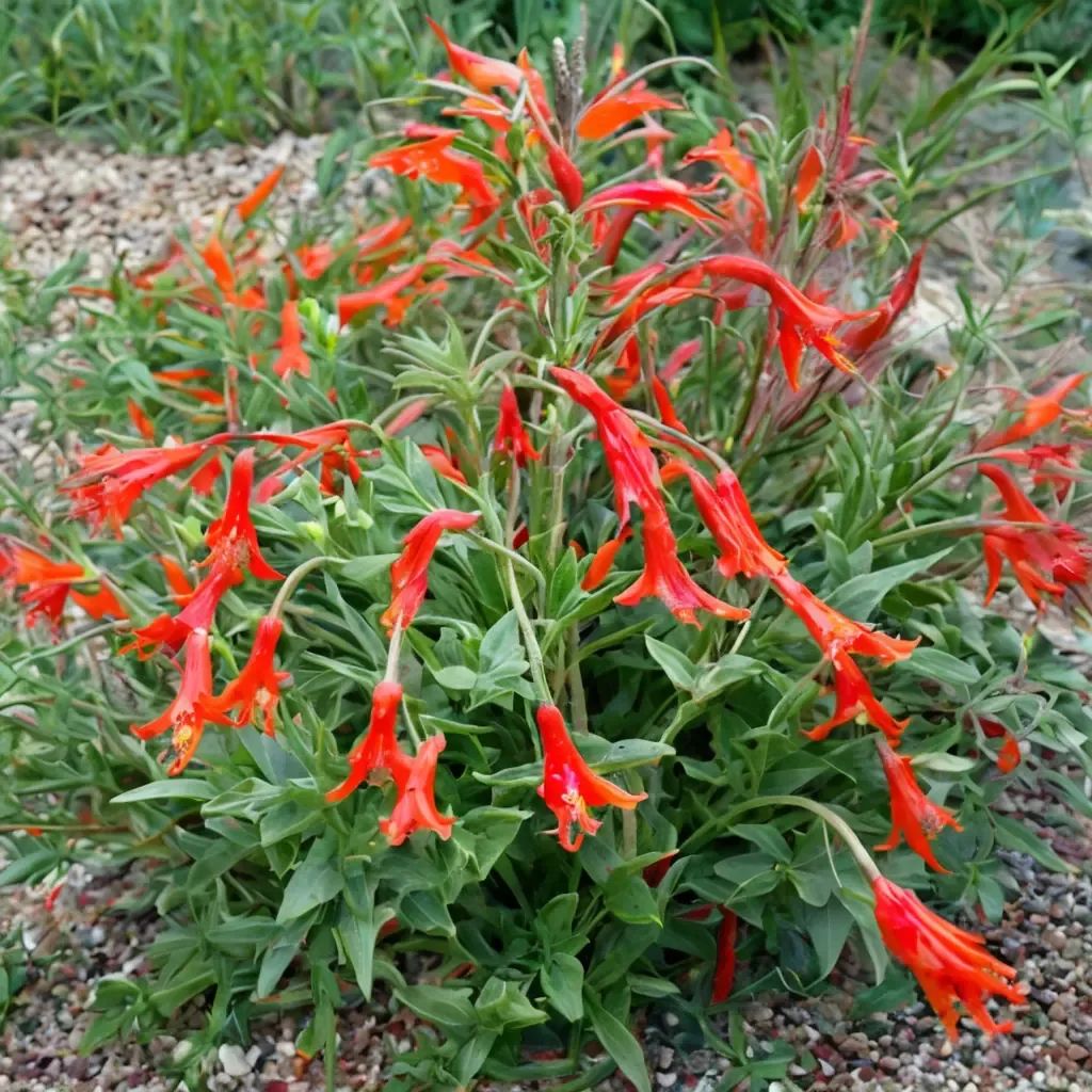Zauschneria californica