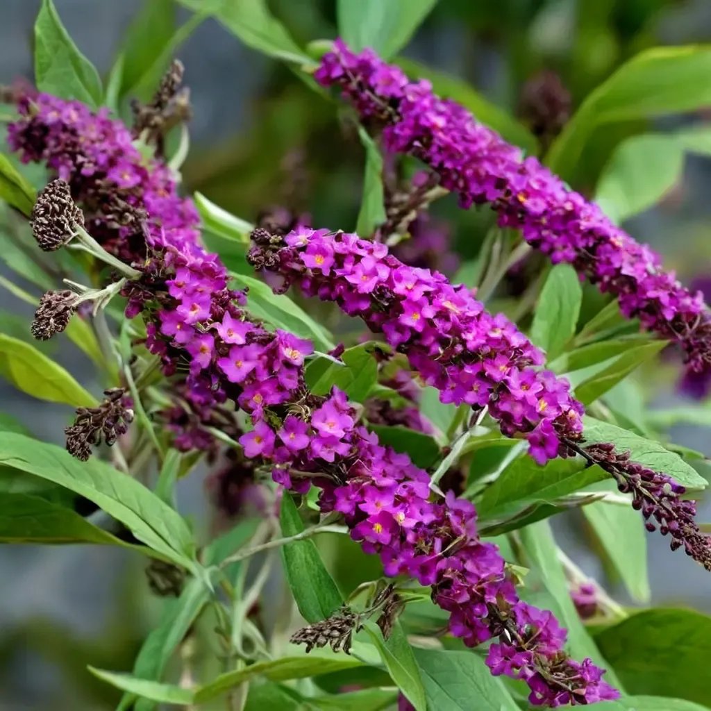 Buddleja davidii 'Magenta Darling'