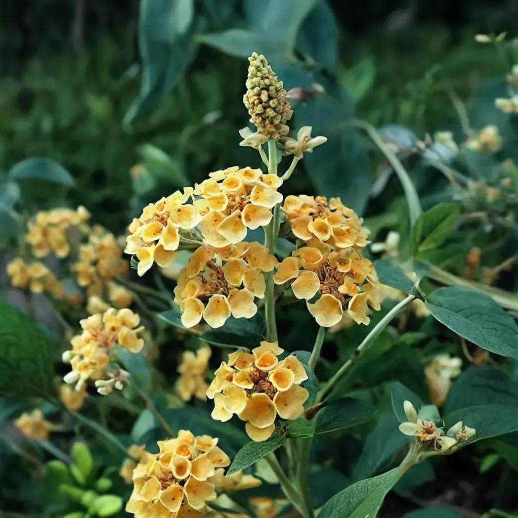 Honeycomb Butterfly Bush