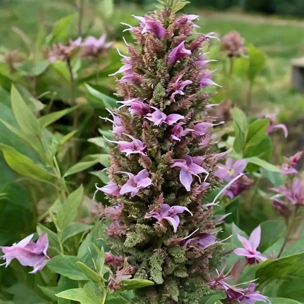 Agastache foeniculum 'Rose'
