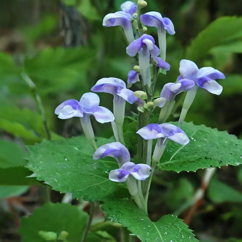 Scutellaria montana 'Blue Sky'