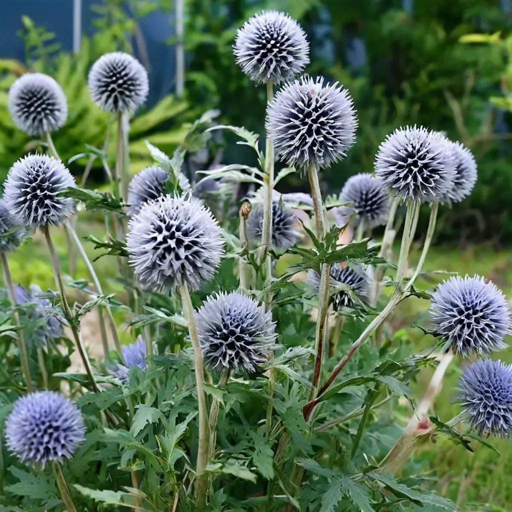 Echinops sphaerocephalus