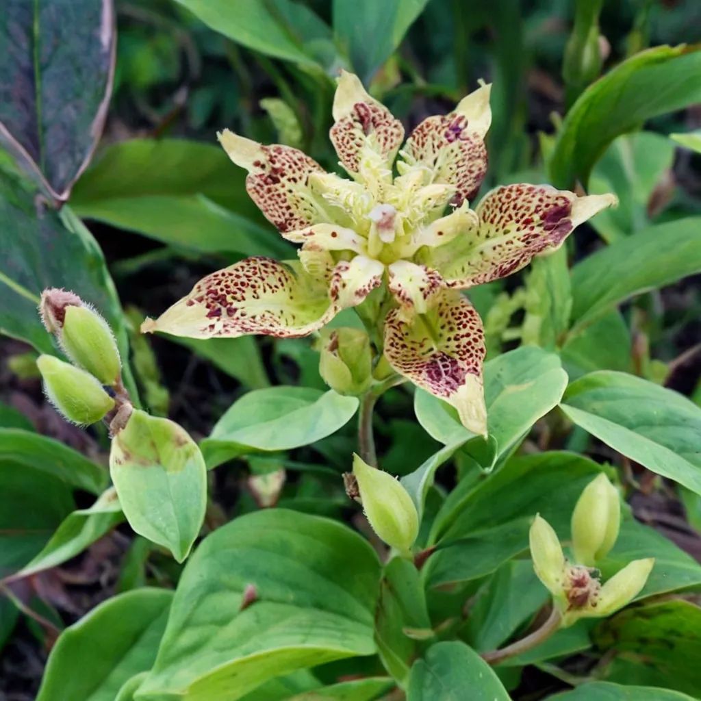 Tricyrtis latifolia