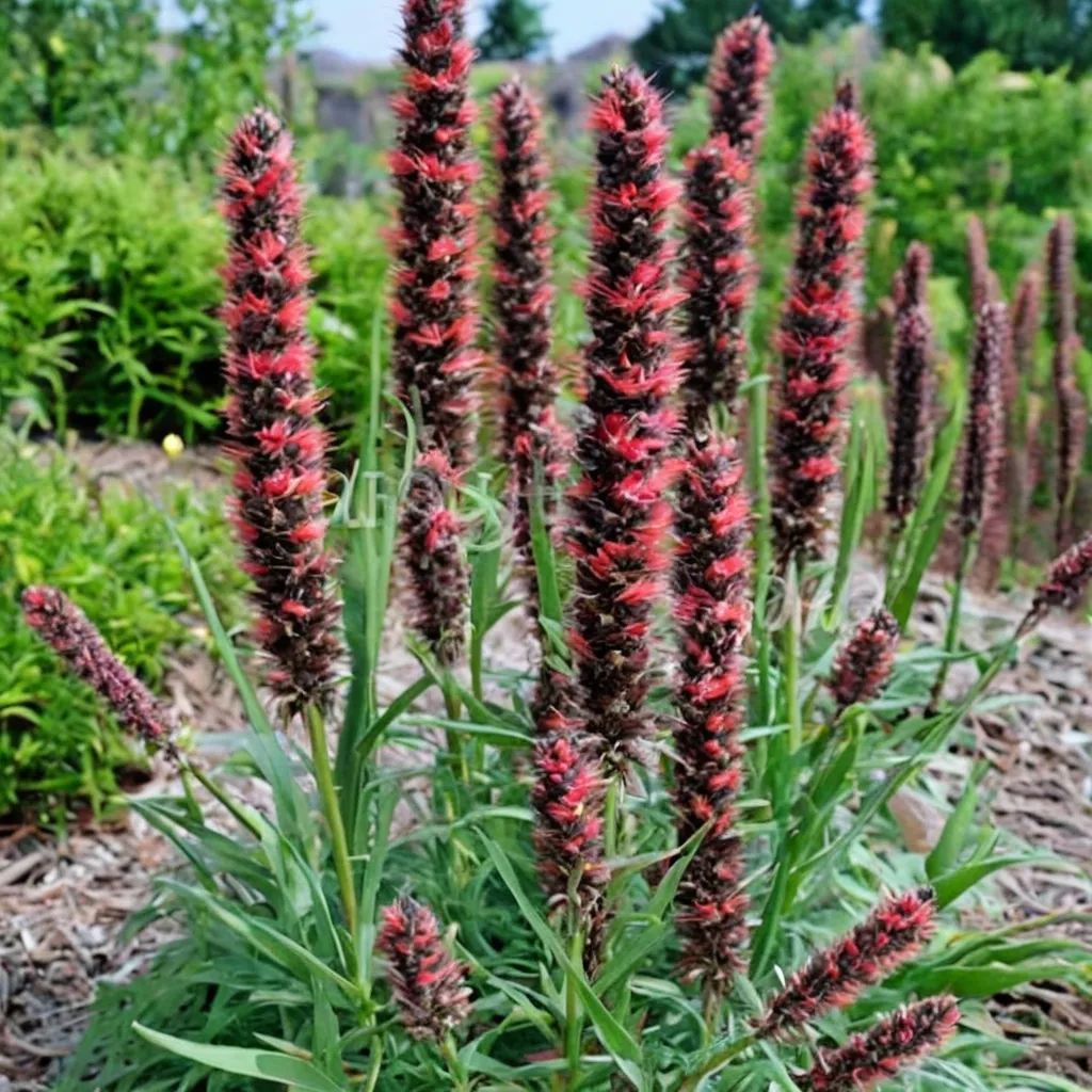 Echium russicum