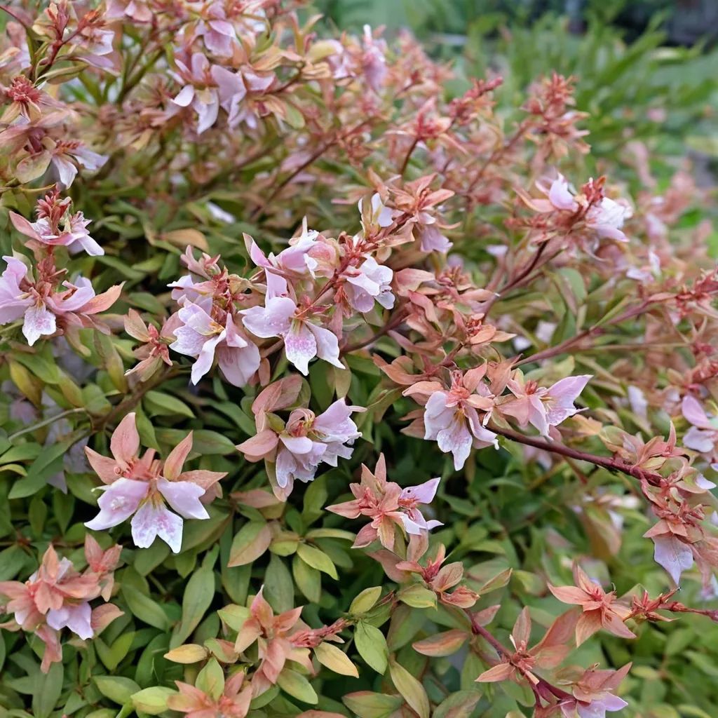 Abelia x grandiflora 'Poco Loco'