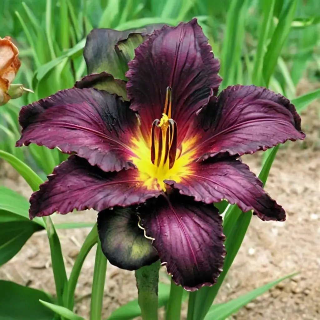 Hemerocallis x hybrida 'Black Ambrosia'