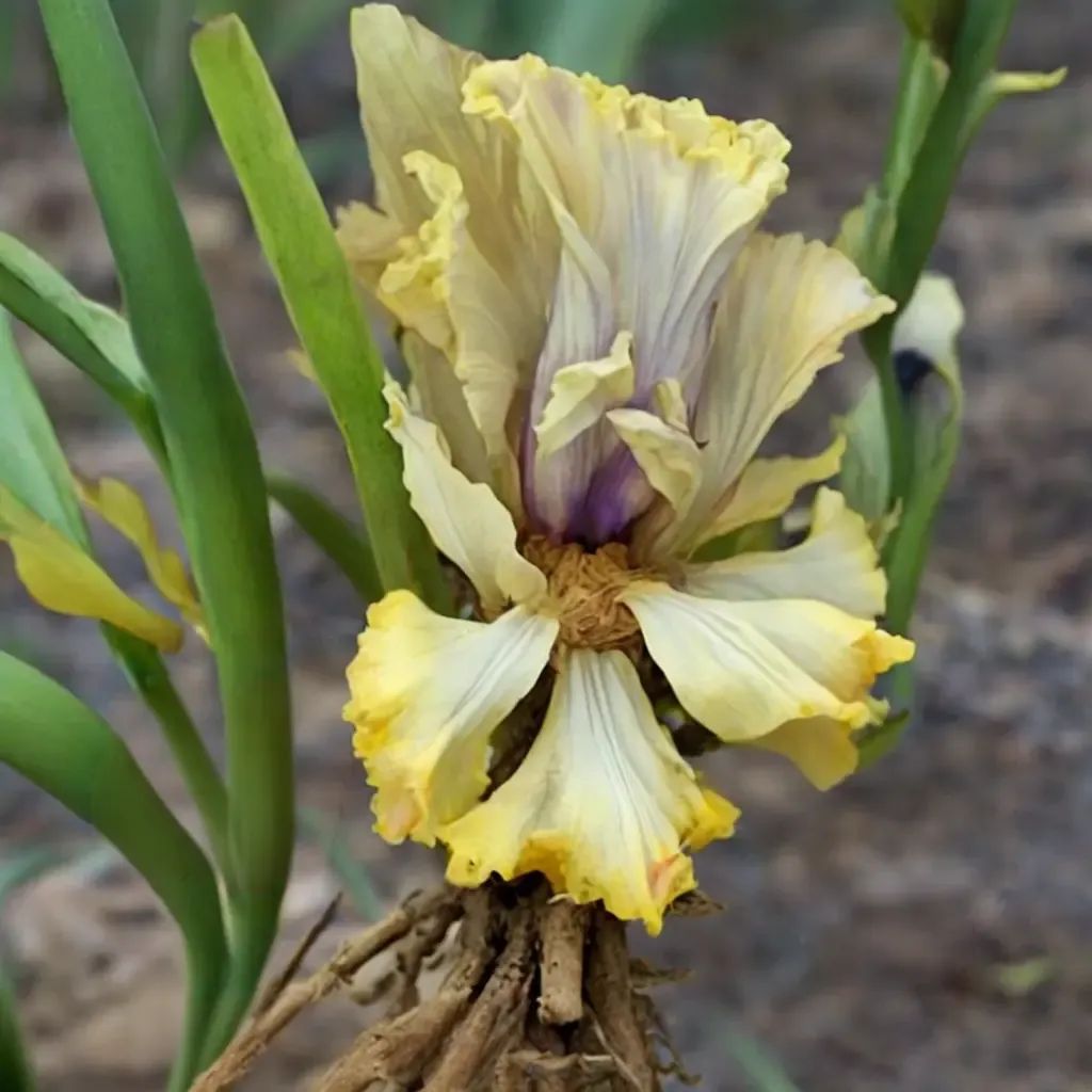 Iris x germanica 'Monsoon Moon'