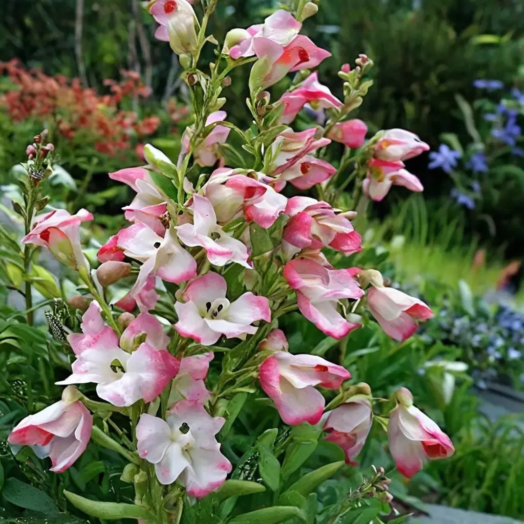 Penstemon x gloxinioides 'Thorn'