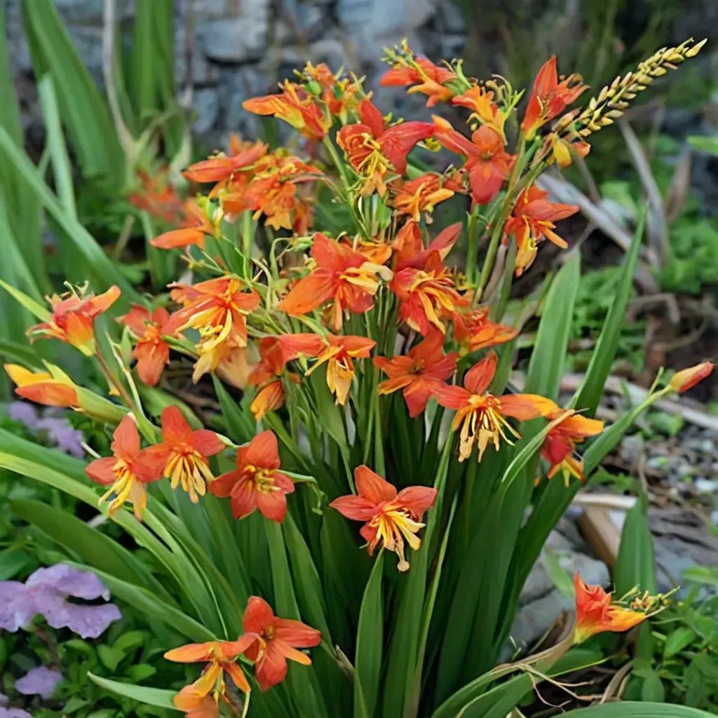 Crocosmia x crocosmiiflora 'Masonorum'