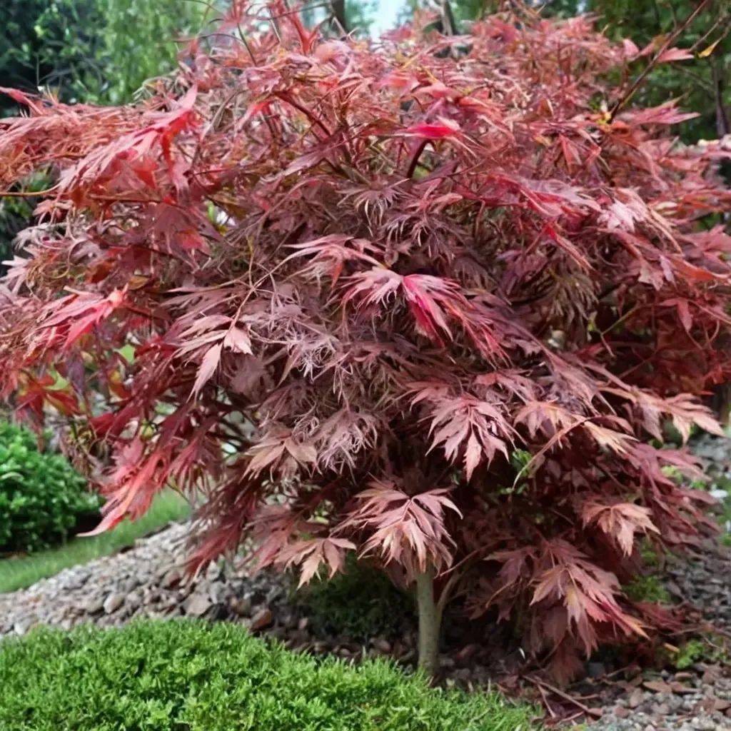 Acer palmatum 'Dissectum Atropurpureum'