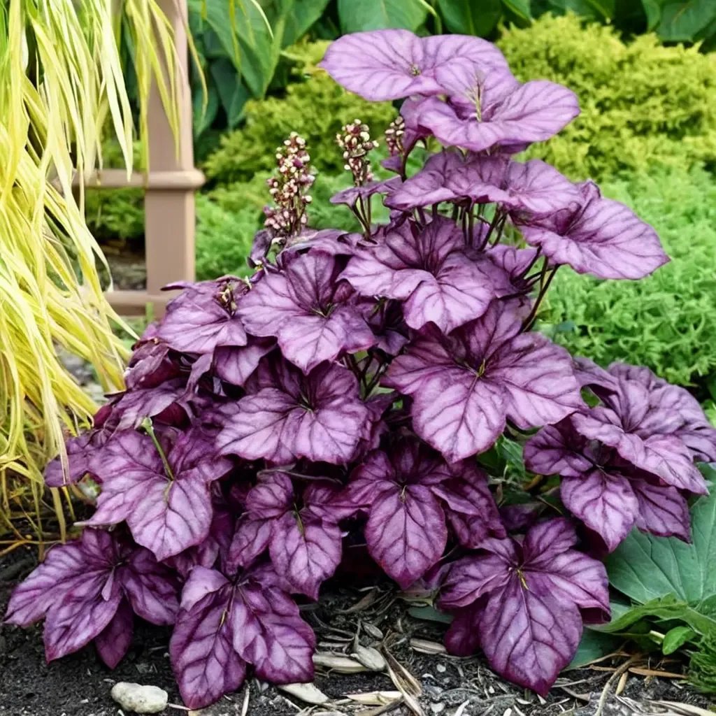 Heuchera x brizoides 'Wild Rose'