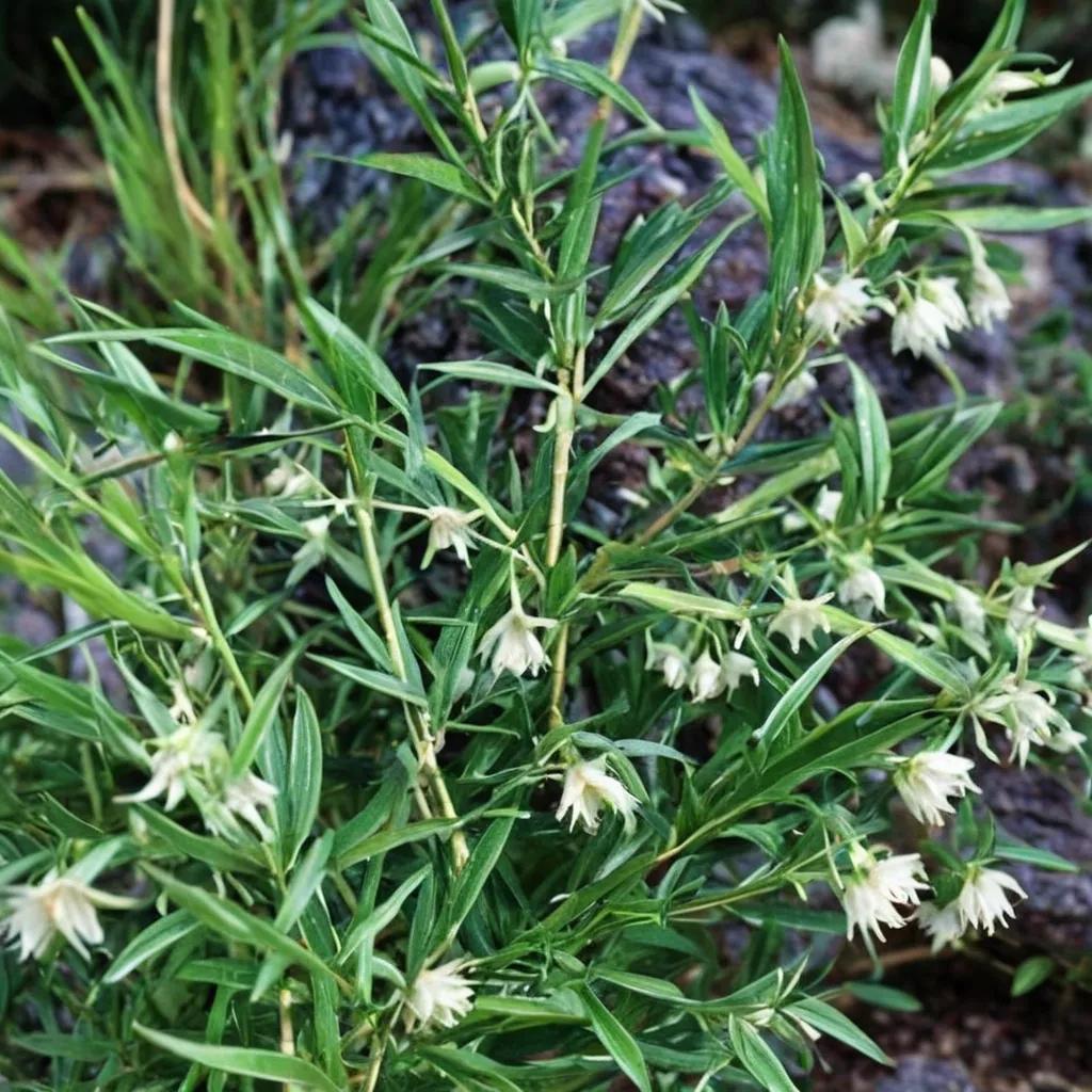 Climbing Asparagus