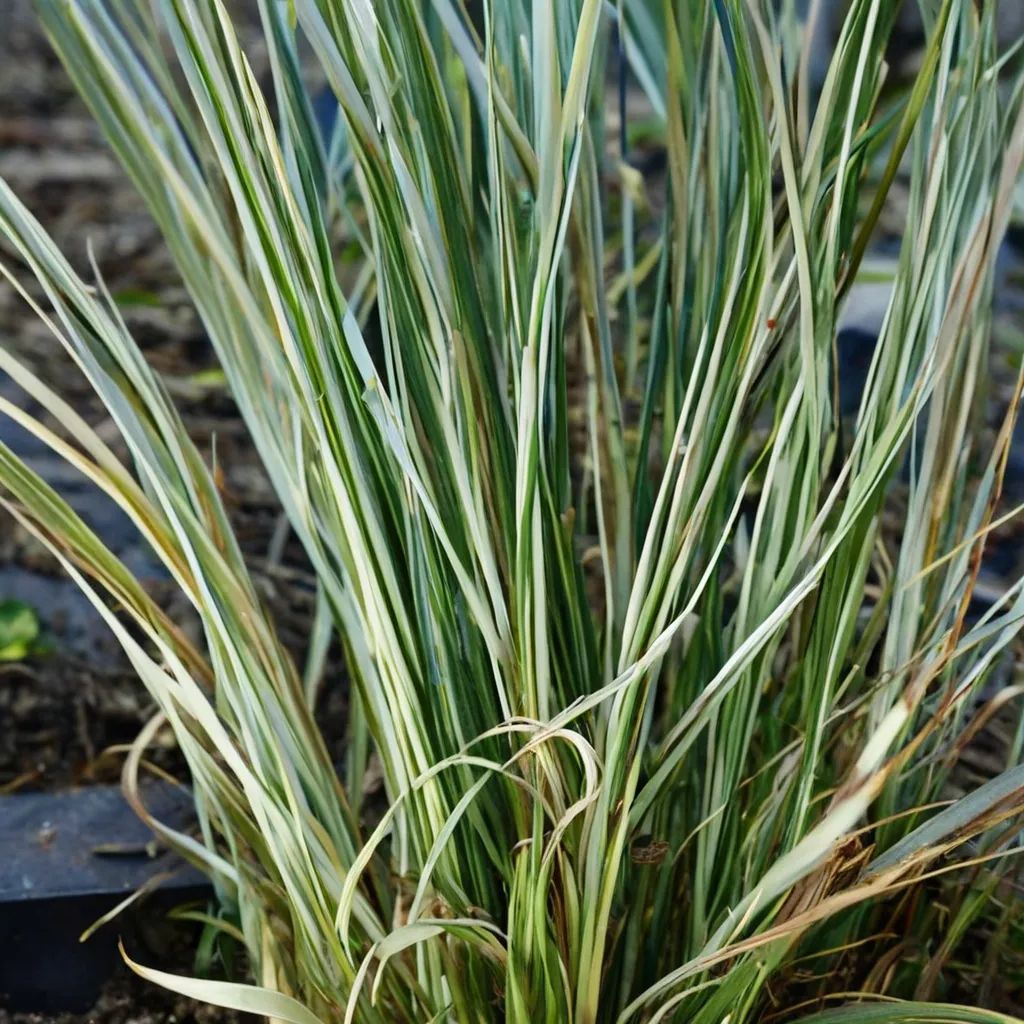 Acorus gramineus 'Masamune'