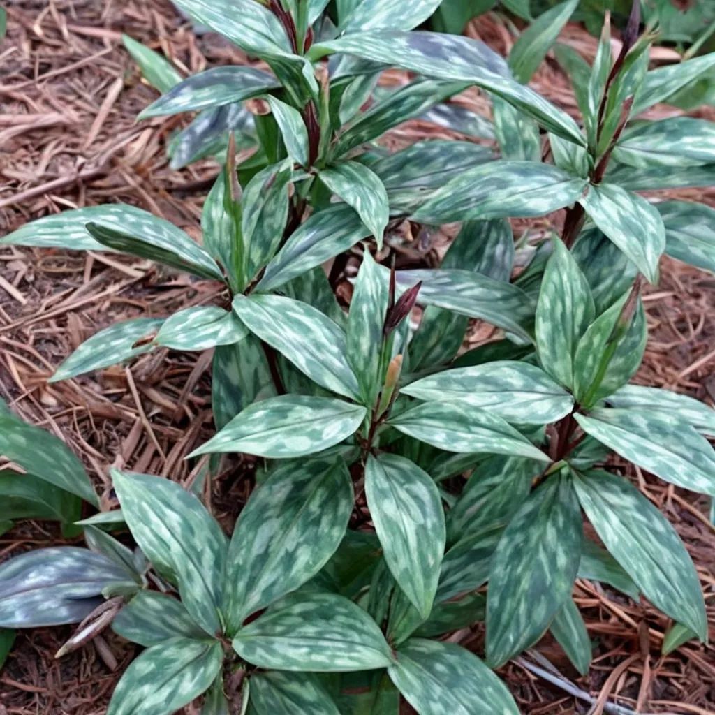Trillium lancifolium 'Shotgun Wedding'