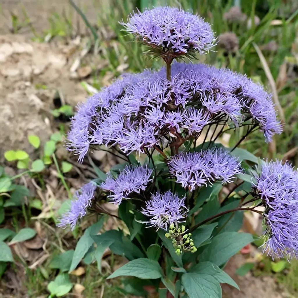 Trachelium caeruleum