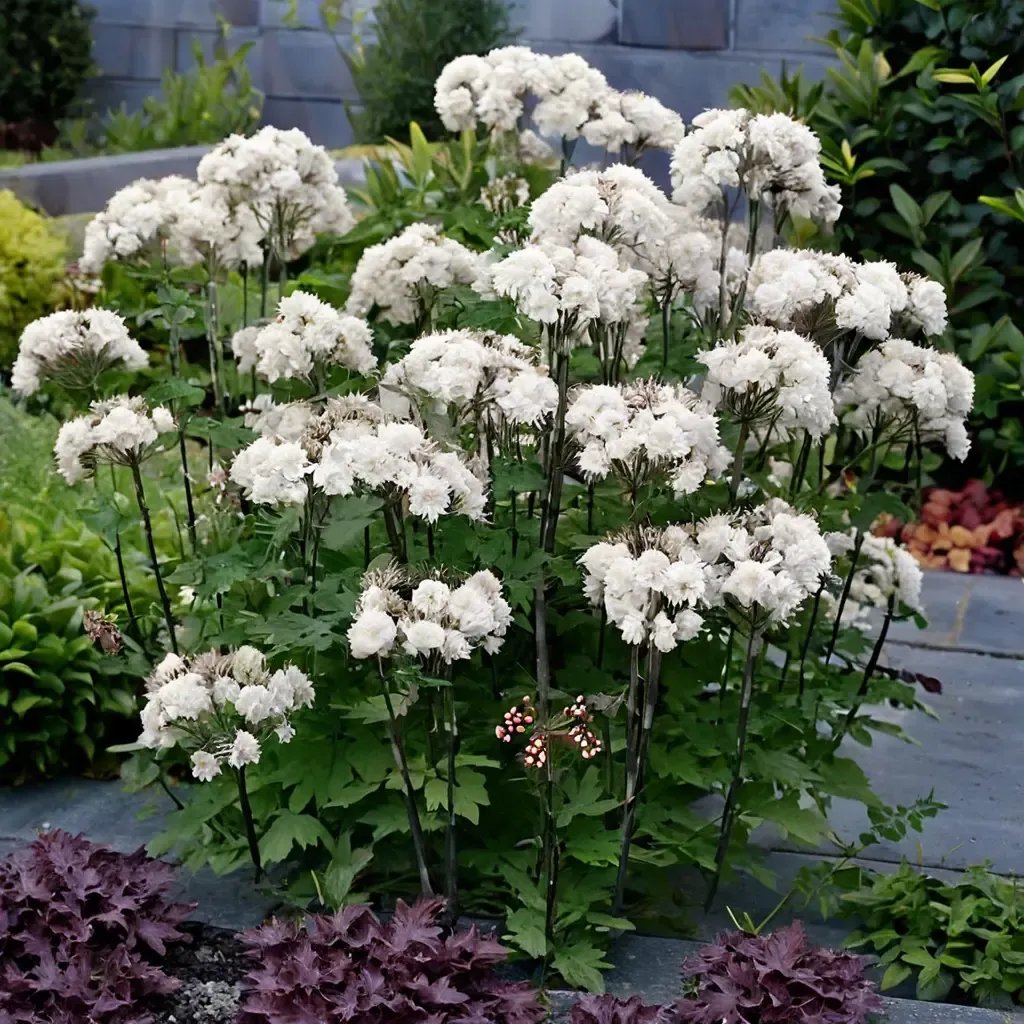 Thalictrum aquilegiifolium 'Nimbus White'