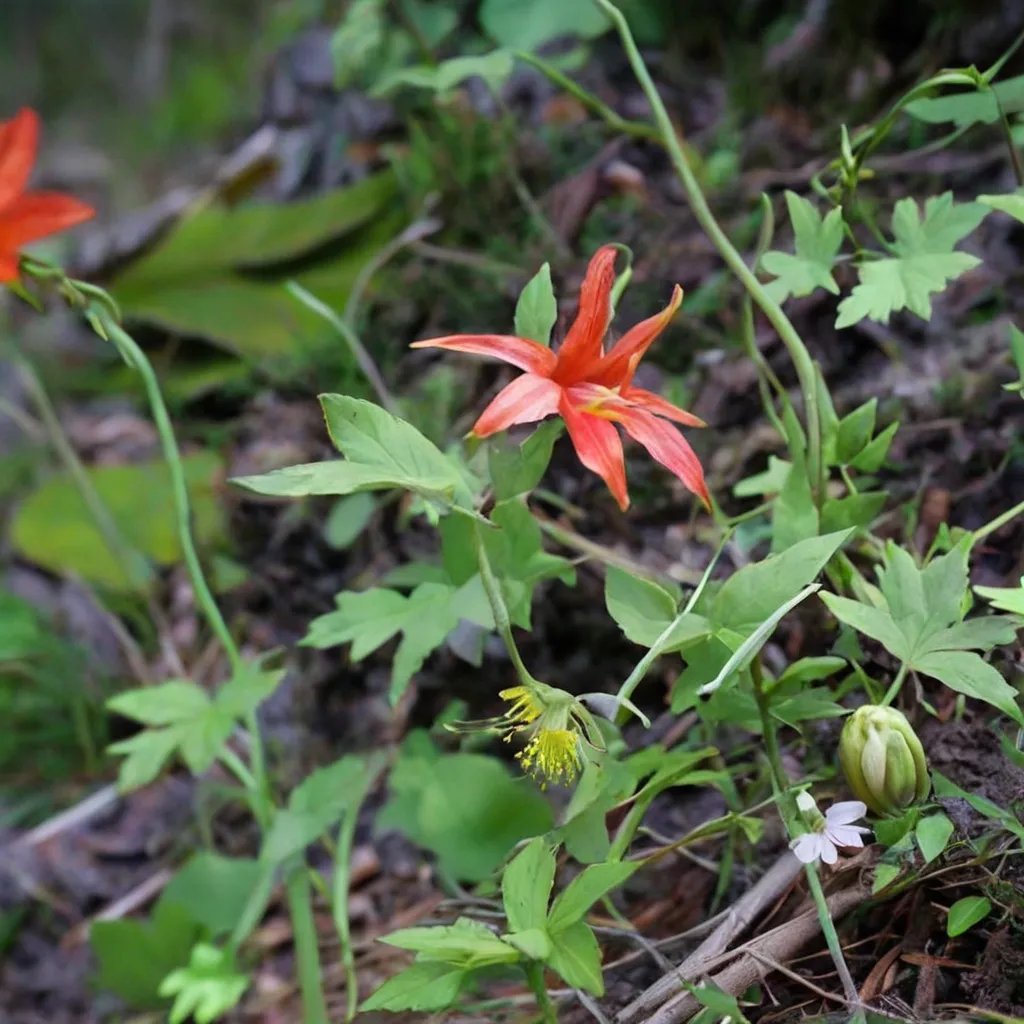 Aquilegia triternata