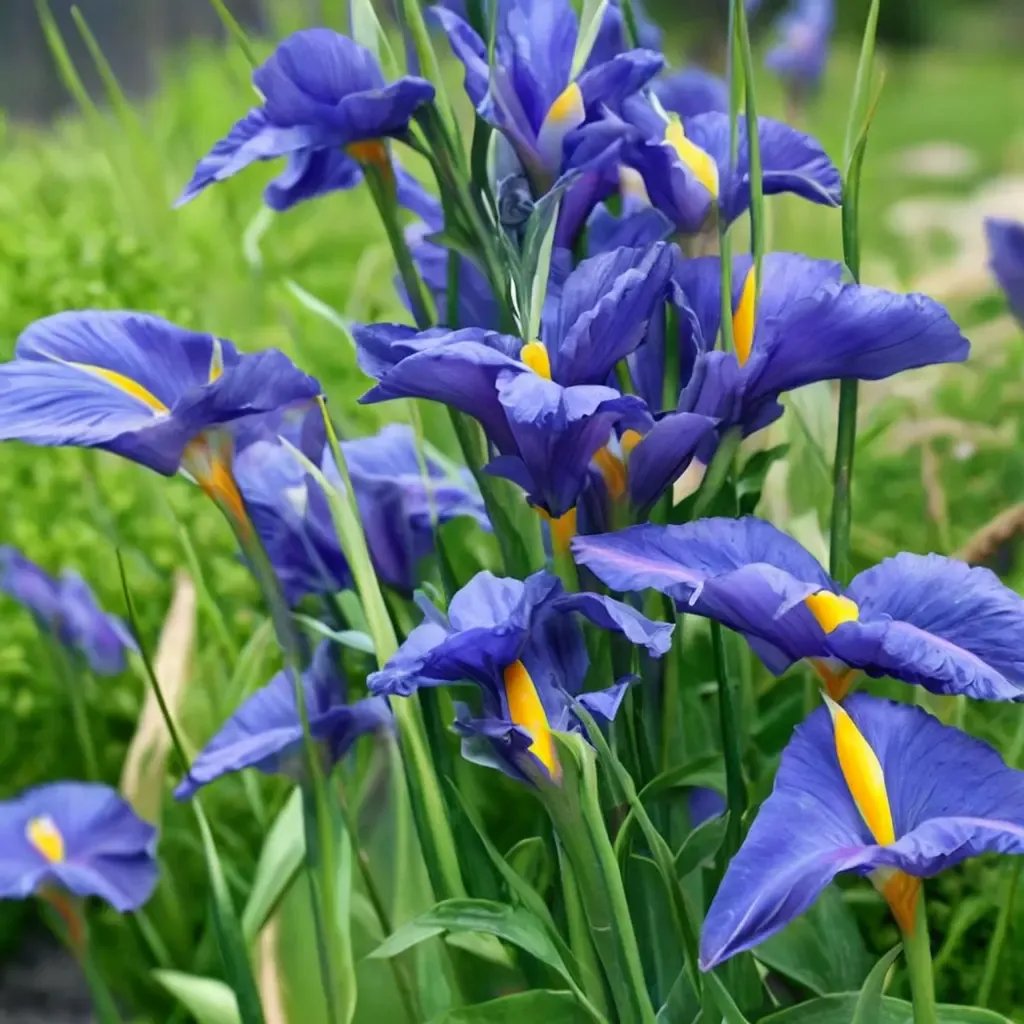 Iris x hollandica 'Professor Blaauw'