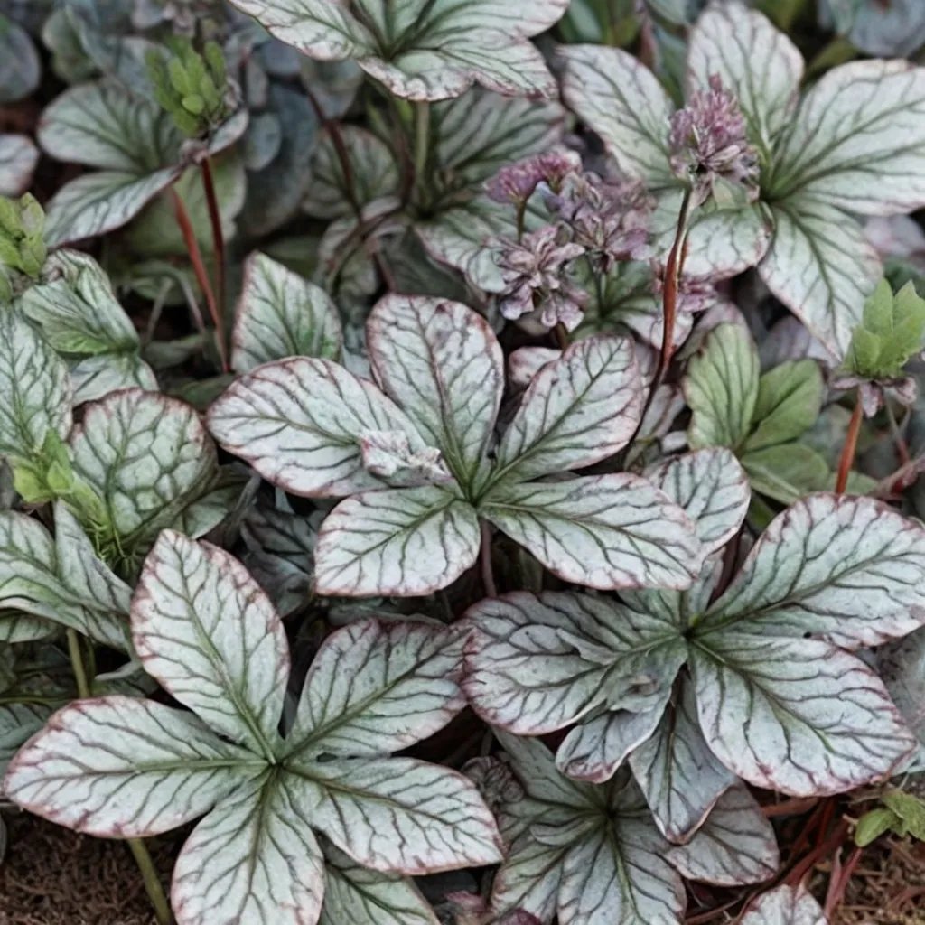 Heuchera x hybrida 'Prince of Silver'