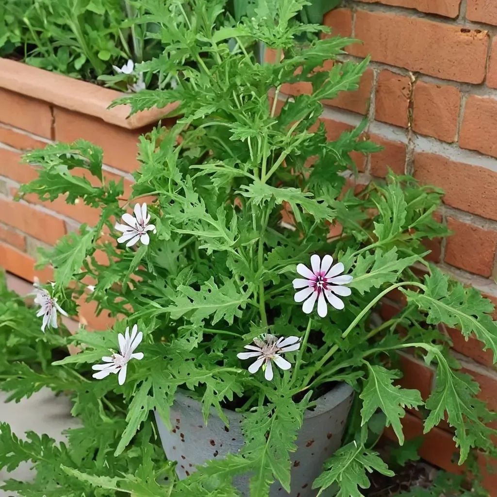 Pelargonium citrosum