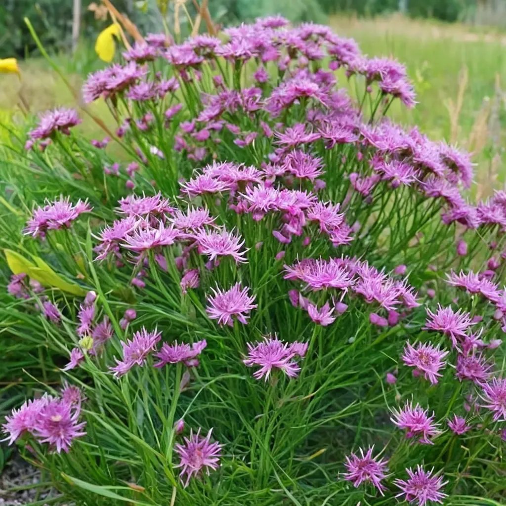 Vernonia lettermannii 'Iron Butterfly'