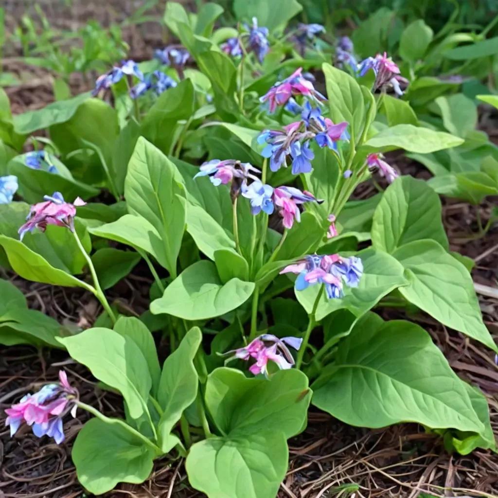 Virginia Bluebells