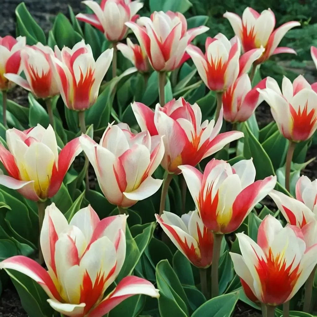 Tulipa tulipa 'Heart'