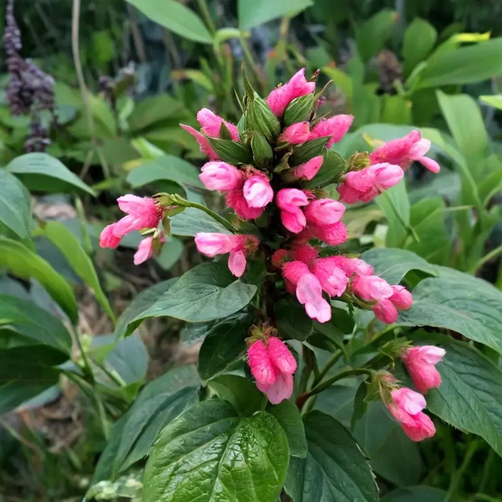 Salvia oxyphora