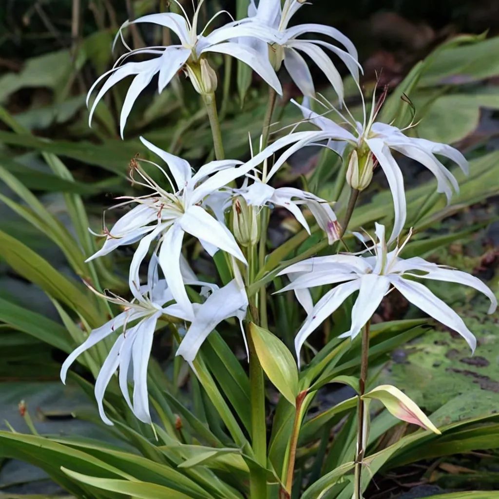 Crinum americanum 'St Marks'