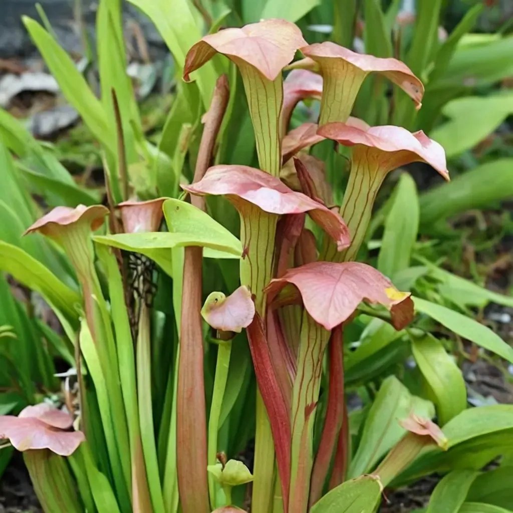 Sarracenia flava 'Flies Demise'